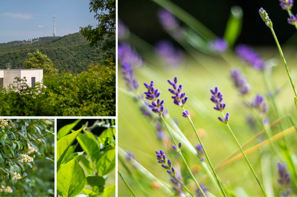 Prodej rodinného domu 258 m²