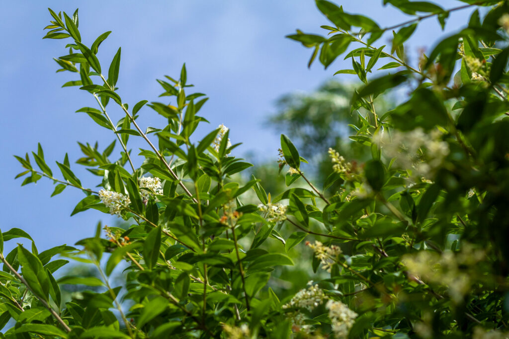 Prodej rodinného domu 258 m²